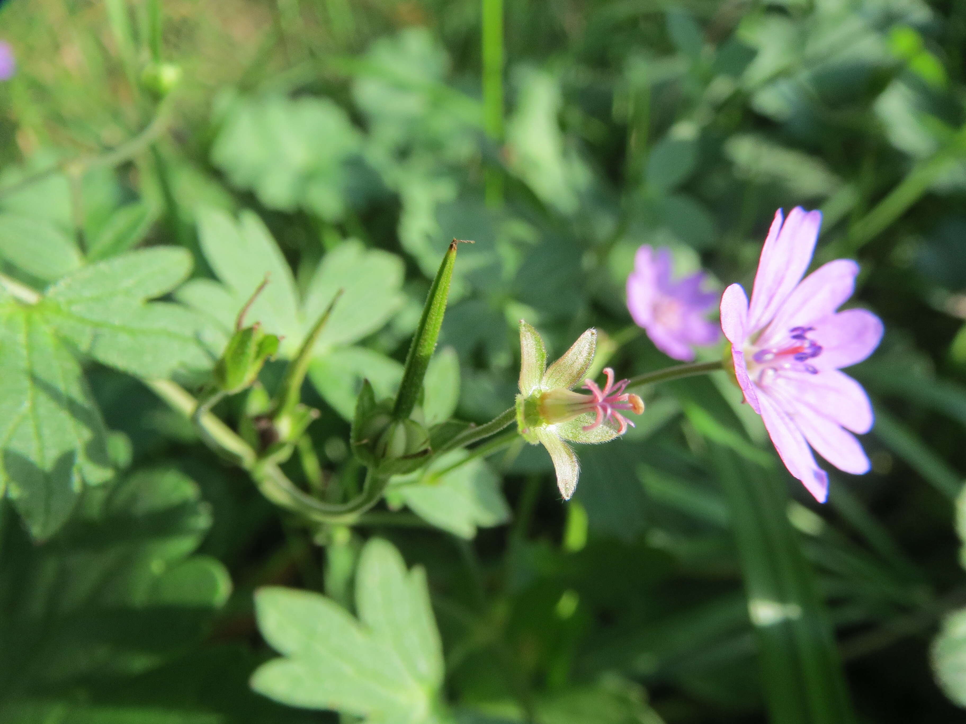 Image of hedgerow geranium