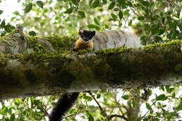 Image of Nilgiri Marten