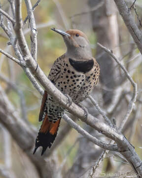 Image of Northern Flicker