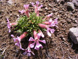 Image of Saponaria pumila Janchen