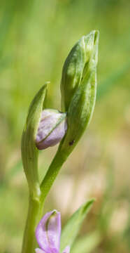 Image of Woodcock bee-orchid