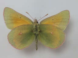 Colias meadii Edwards 1871 resmi