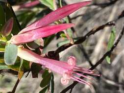 Image of Styphelia triflora Andr.