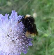 Image of Bombus quadricolor (Lepeletier 1832)