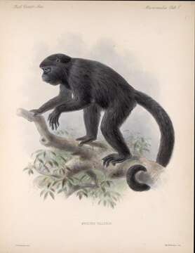 Image of Black Howling Monkey