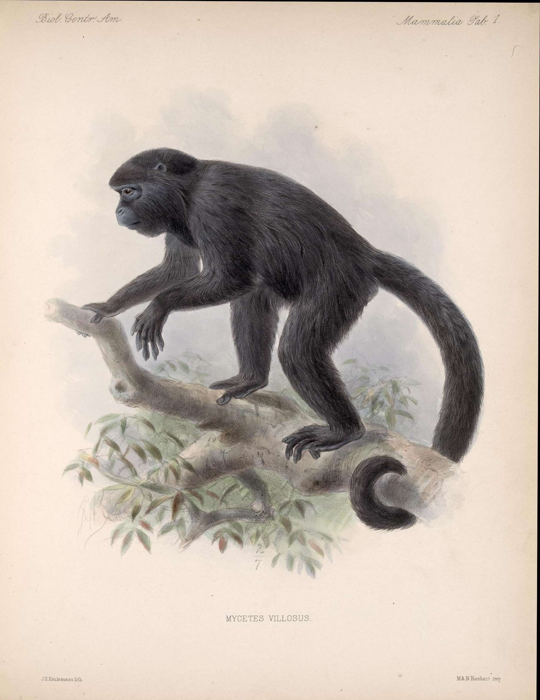 Image of Black Howling Monkey