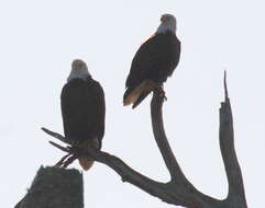 Image of Bald Eagle