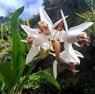 Image of Coelogyne barbata Lindl. ex Griff.