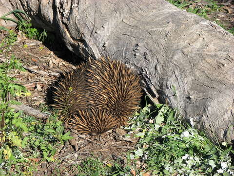 Image of Short-beaked Echidnas