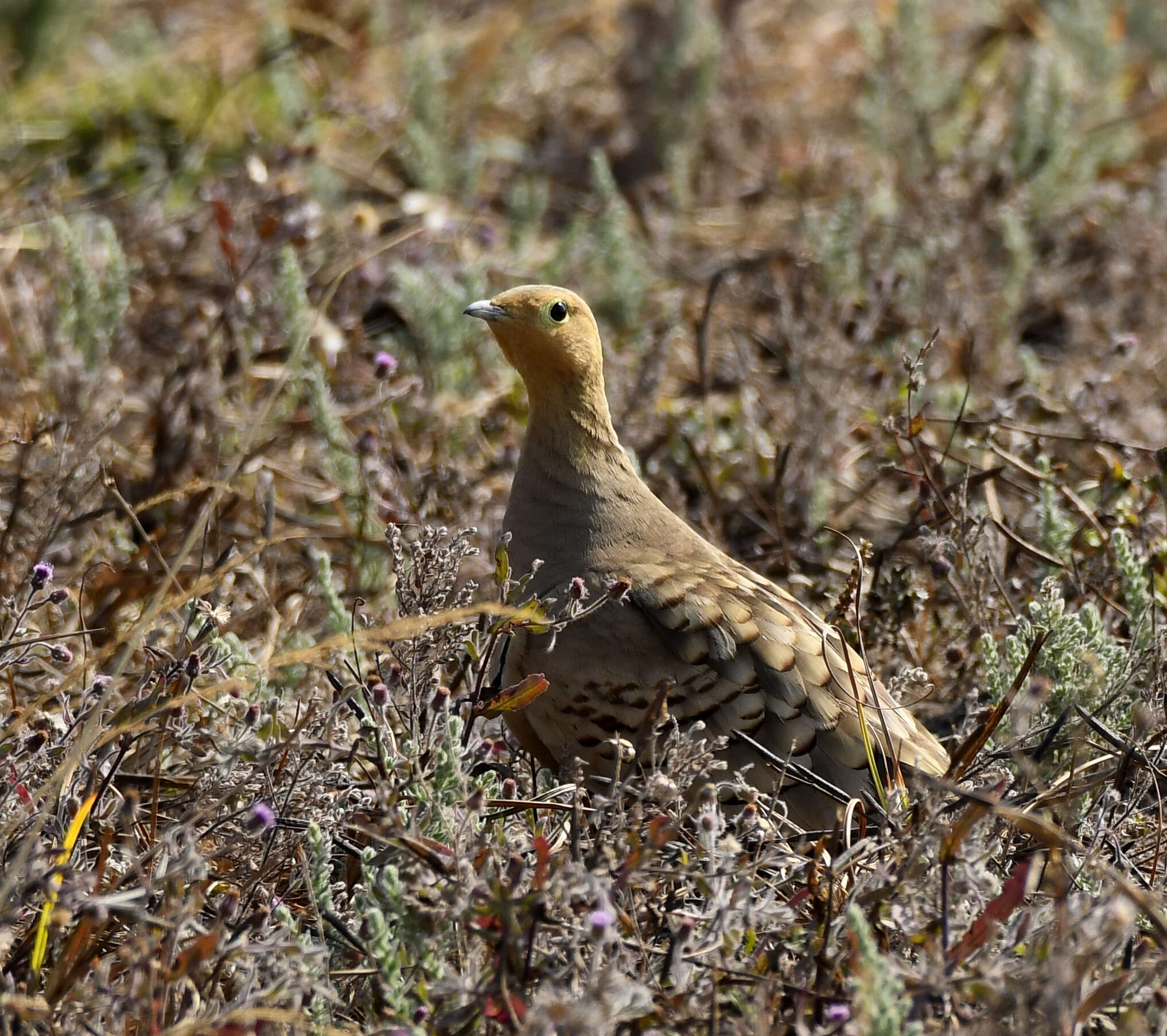 Image of Chestnut-bellied Sandgrouse