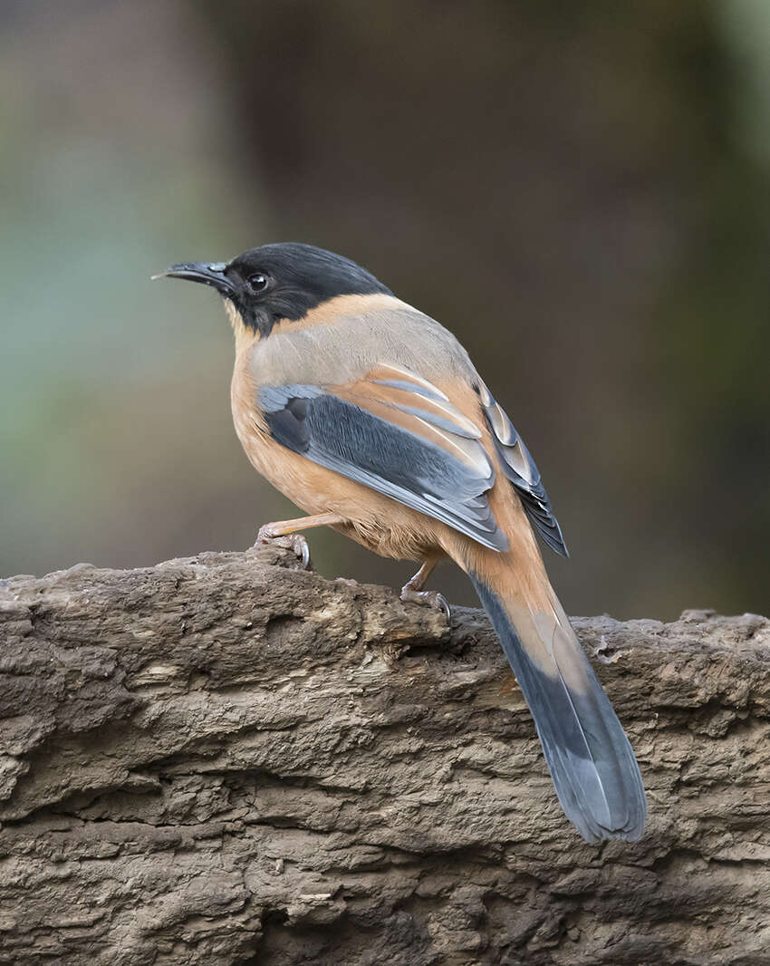 Image of Rufous Sibia