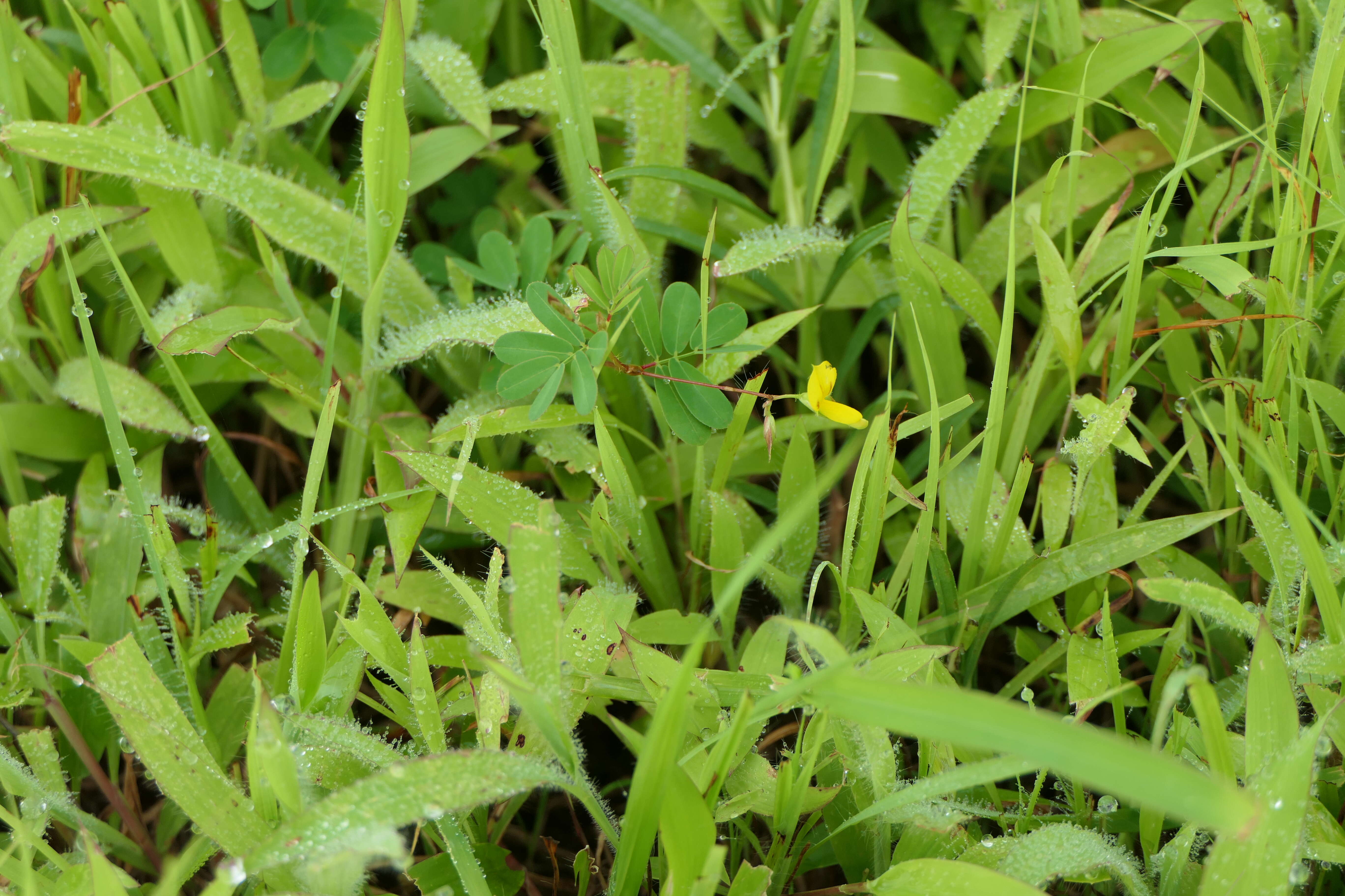 Image of slender dwarf morning-glory