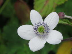 Image of <i>Anemone rivularis</i>