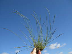 Image of smallflower lovegrass