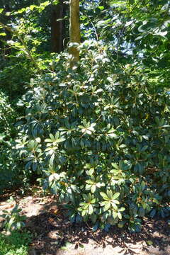 Image de Rhododendron wiltonii Hemsl. & E. H. Wilson