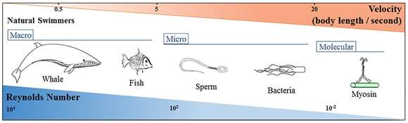 Image of Bacteria