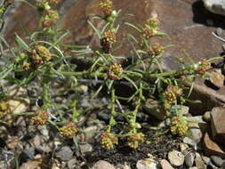 Image of burrobrush