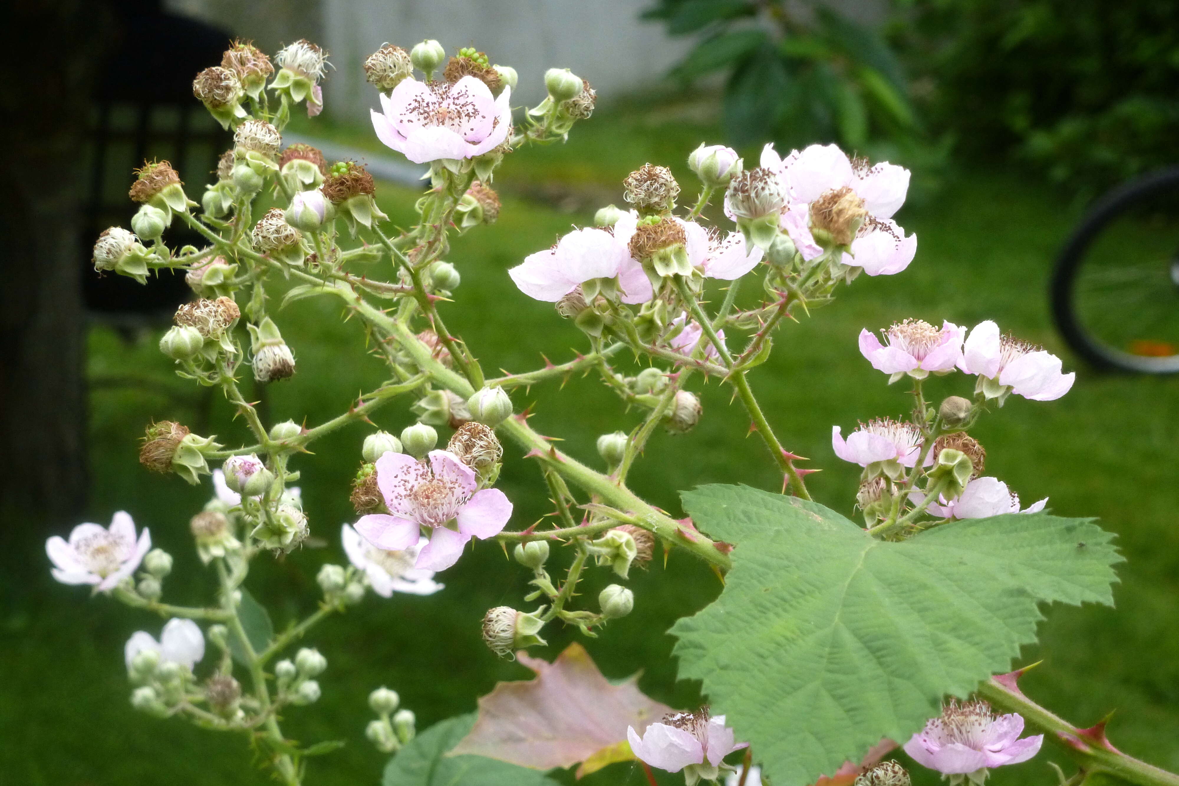 Image of Himalayan blackberry