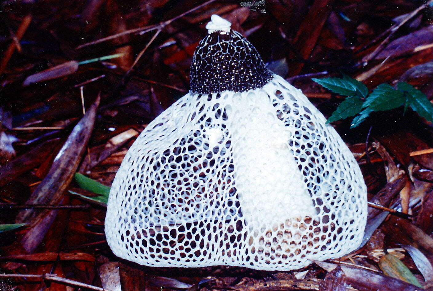 Image of Bridal veil stinkhorn