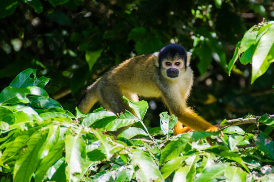 Image of Bolivian squirrel monkey