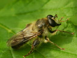 Image of Criorhina pachymera (Egger 1858)