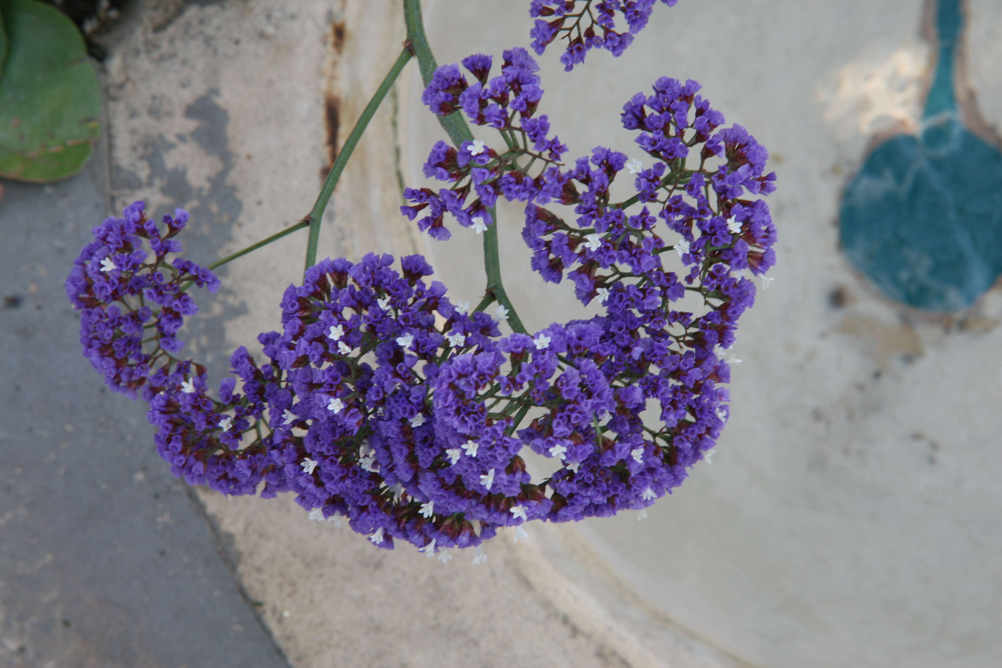 Limonium perezii (Stapf) F. T. Hubbard ex L. H. Bailey resmi