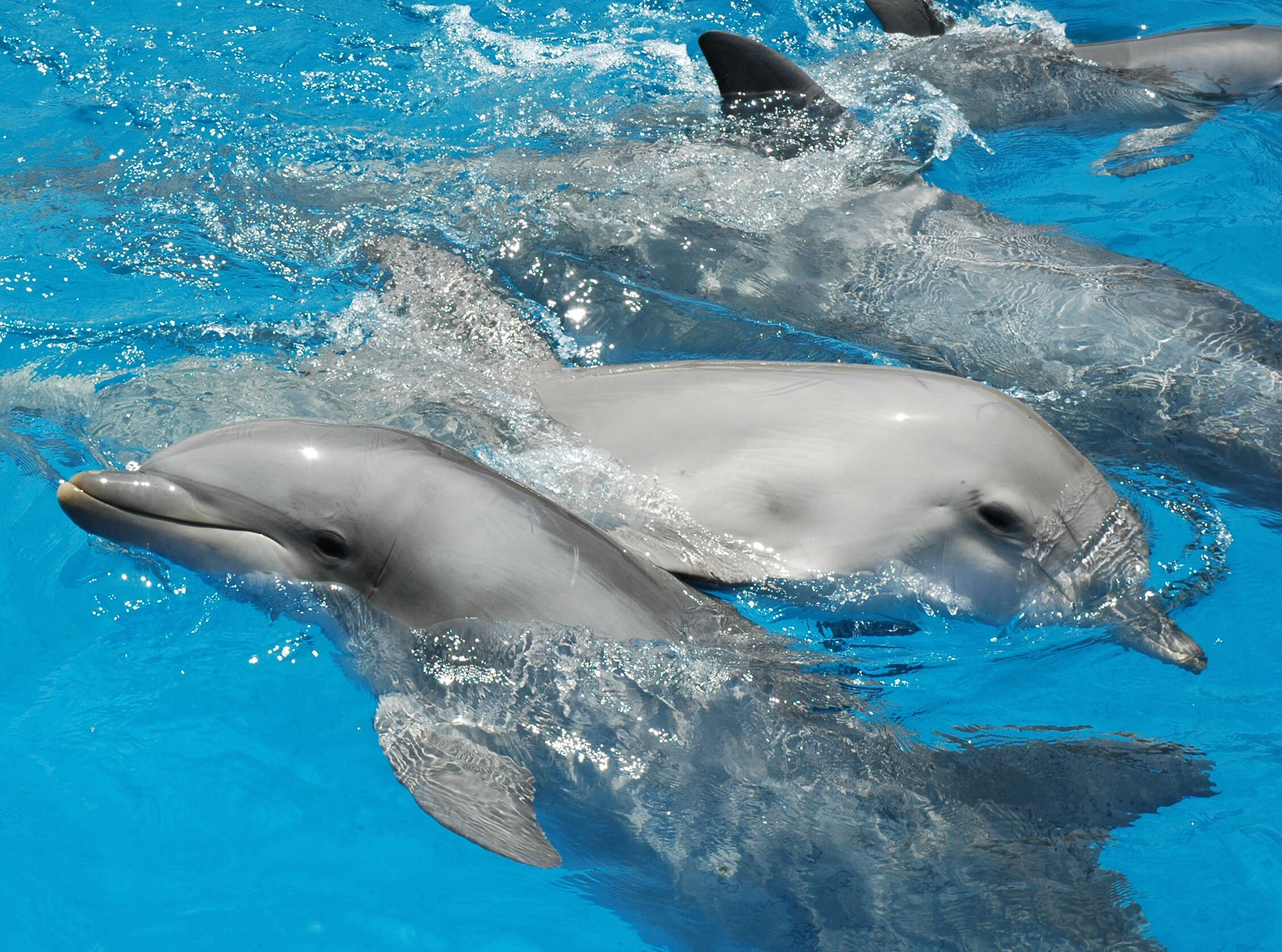 Image of Bottlenose Dolphin