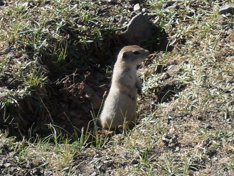 Слика од Spermophilus relictus (Kashkarov 1923)