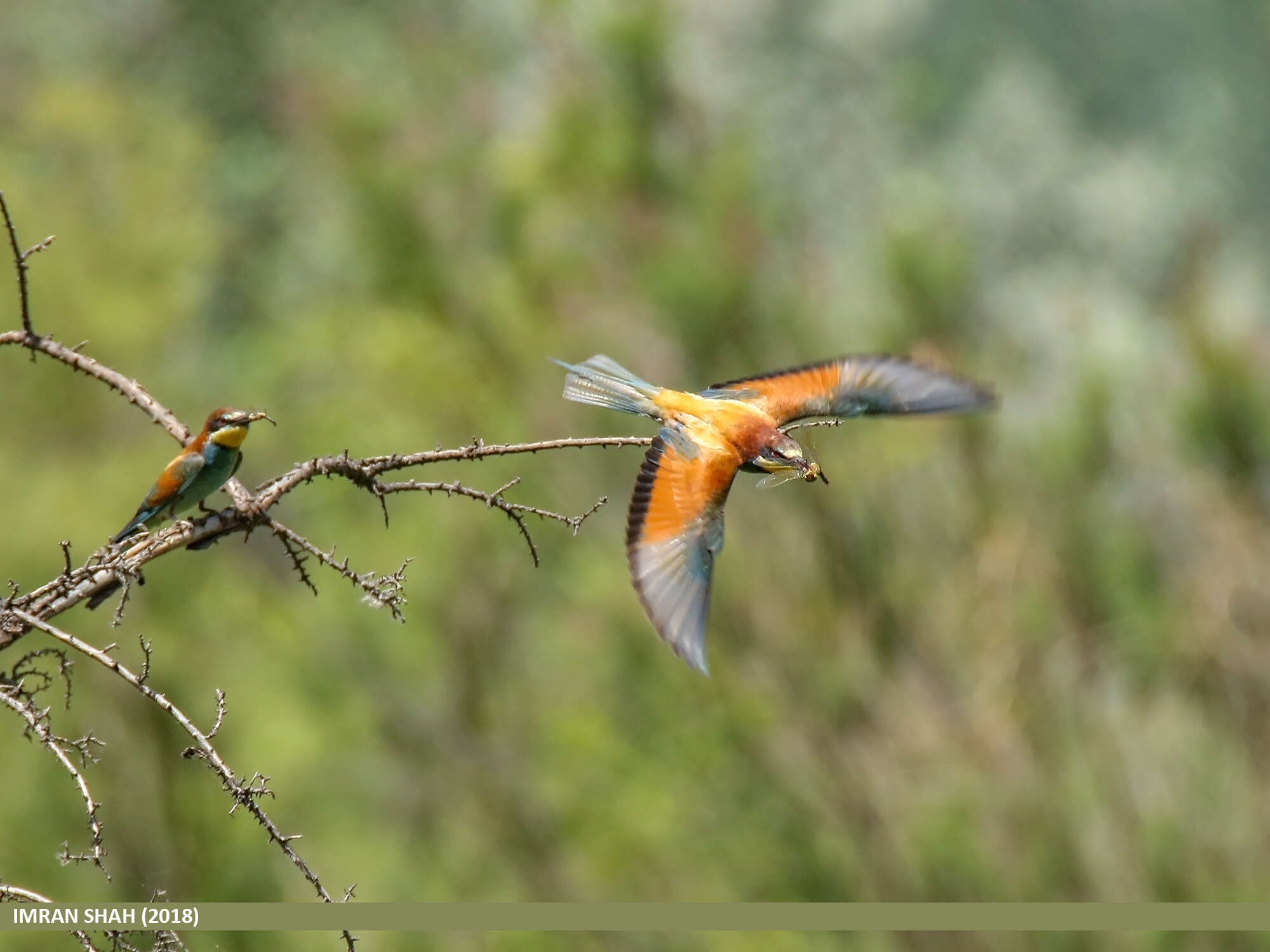 Image of bee-eater, european bee-eater