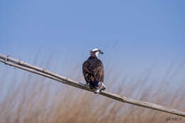 Image of ospreys