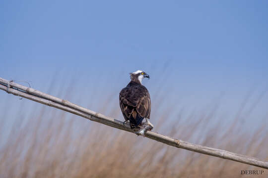 Image of ospreys