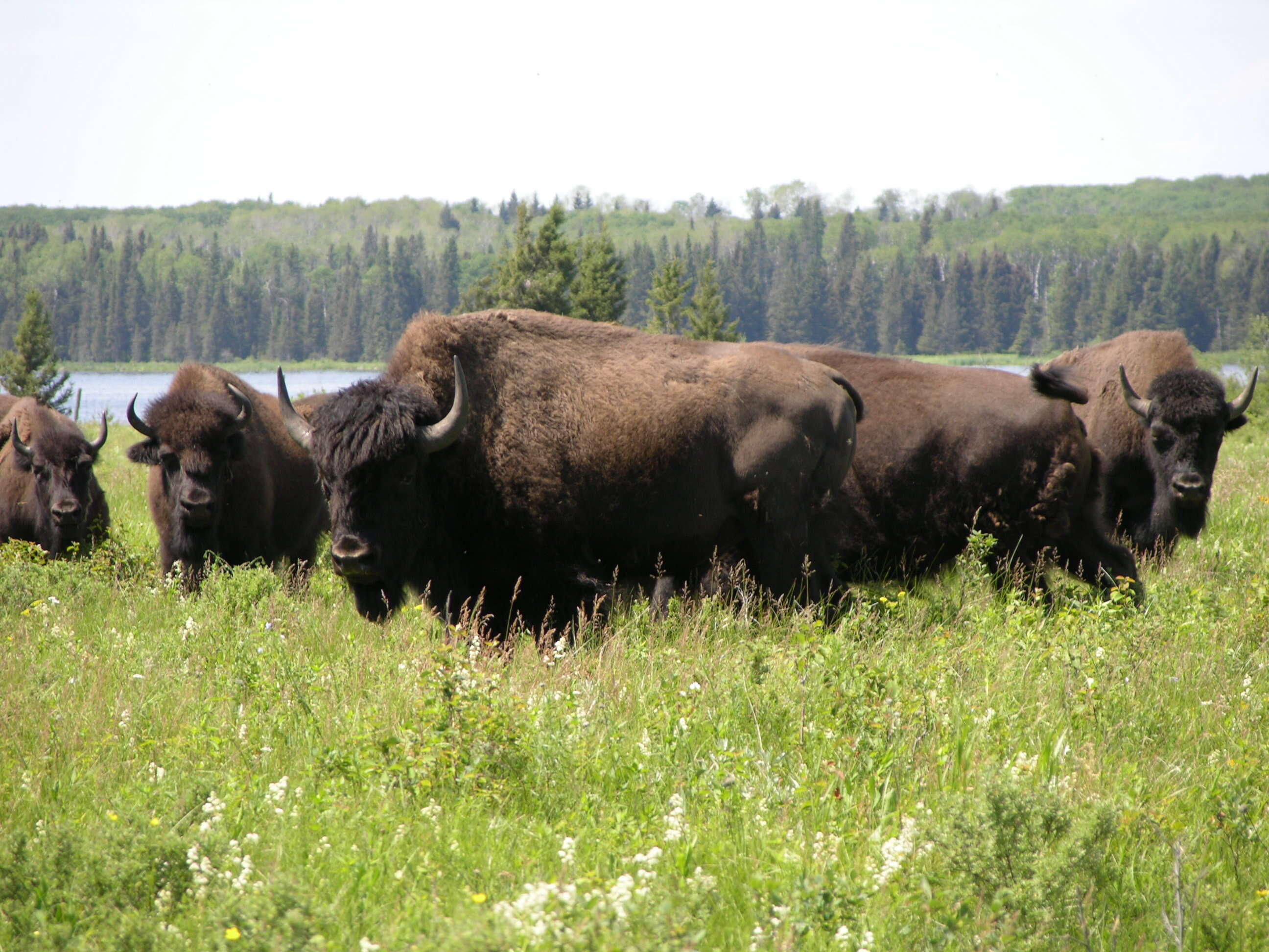 Image of Bison bison athabascae
