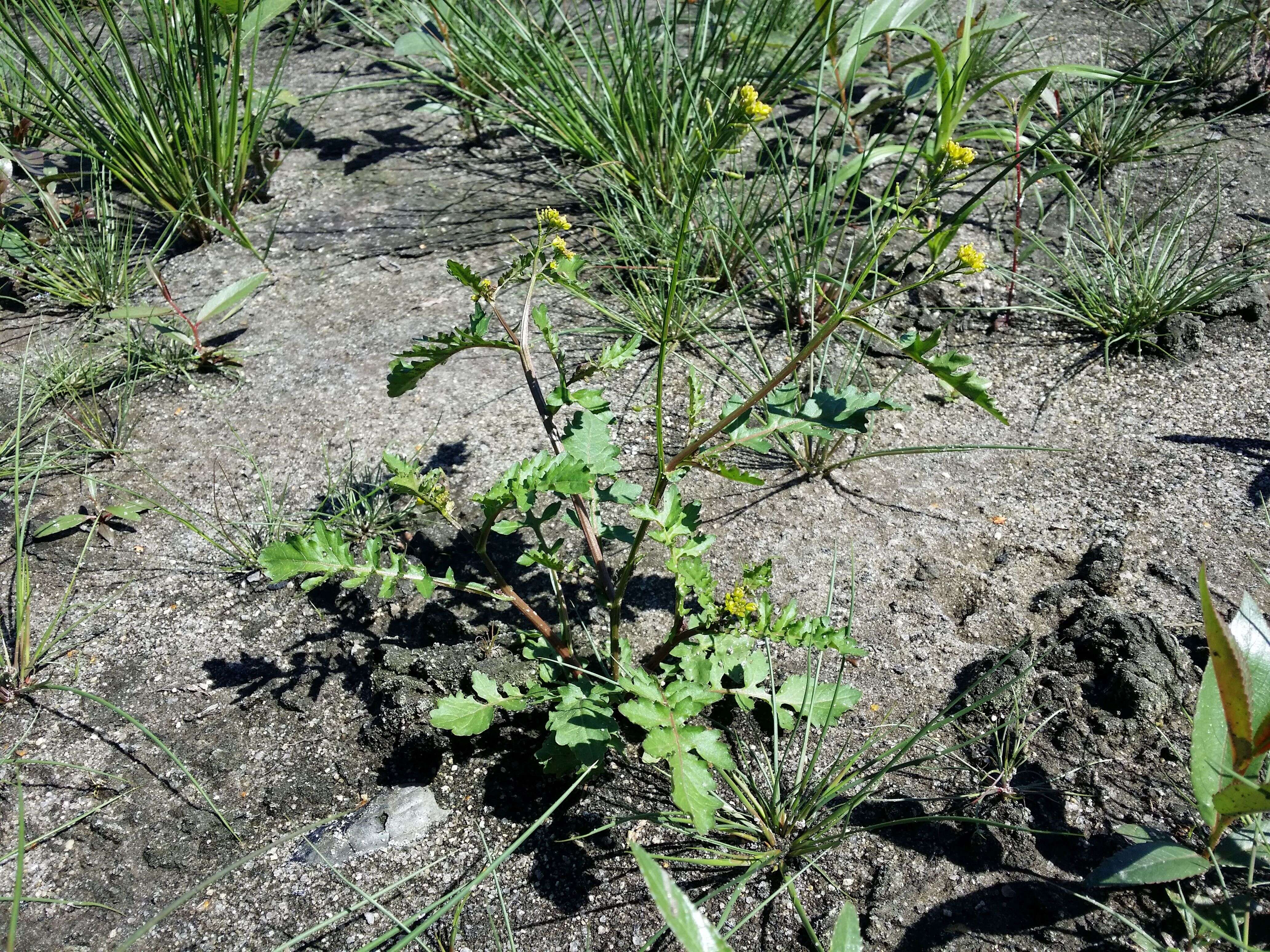 Image de rorippe à petites fleurs