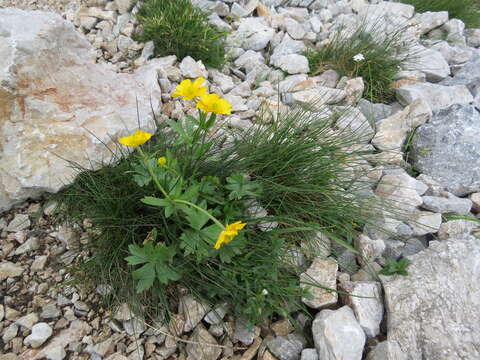 Image of Ranunculus montanus Willd.