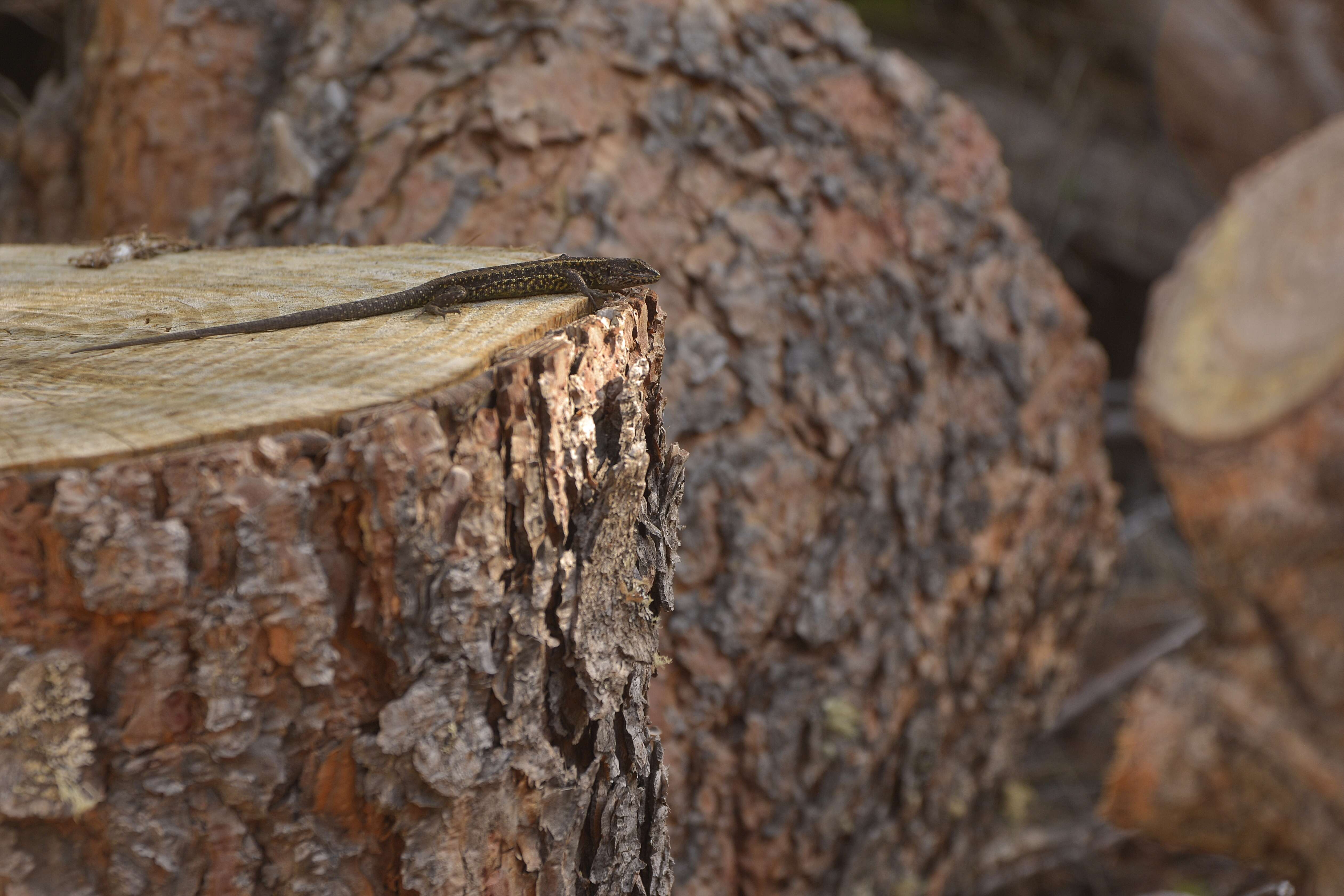 Image of Painted Tree Iguana