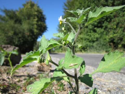 Image of European Black Nightshade