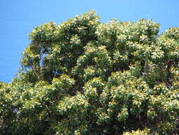 Image of Island nesoluma