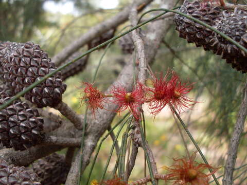 Image of Allocasuarina distyla (Vent.) L. A. S. Johnson