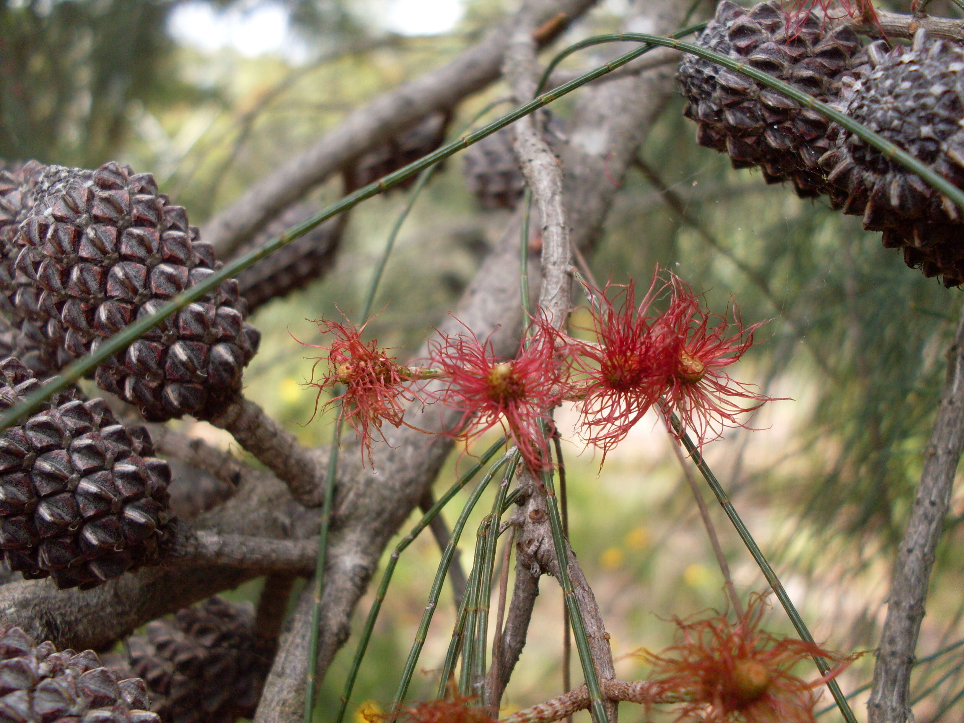 Image of Allocasuarina distyla (Vent.) L. A. S. Johnson