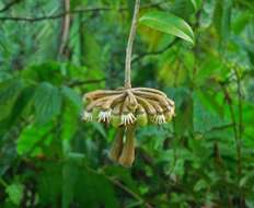 Image of Marcgravia umbellata L.