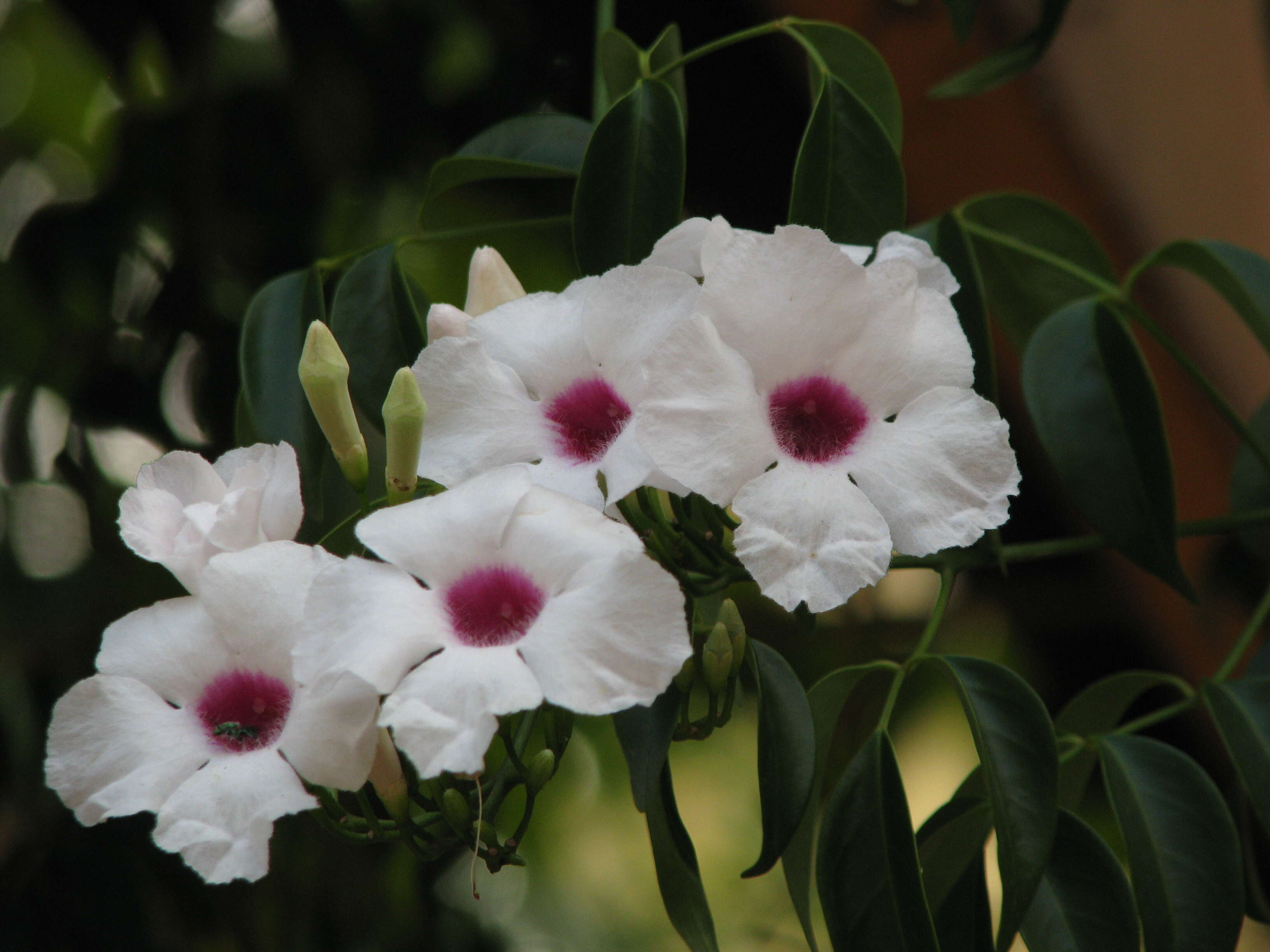 Image of Native Jasmine