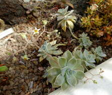 Image of Graptopetalum paraguayense (N. E. Brown) Walther