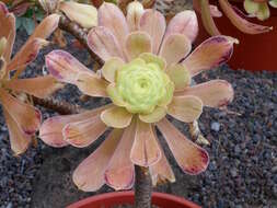 Image of Aeonium arboreum subsp. holochrysum (H. Y. Liu) Bañares