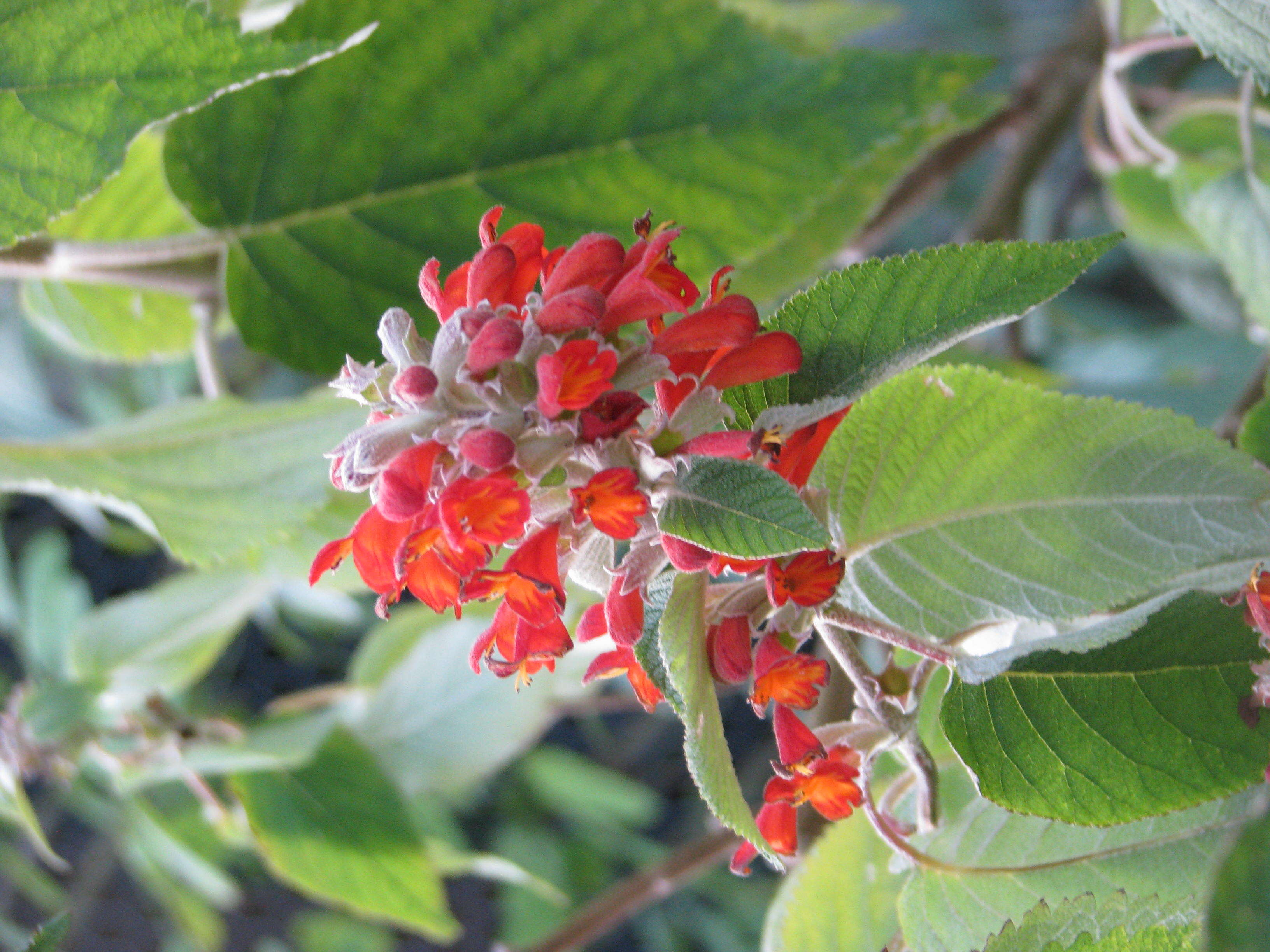 Image of Colquhounia coccinea Wall.