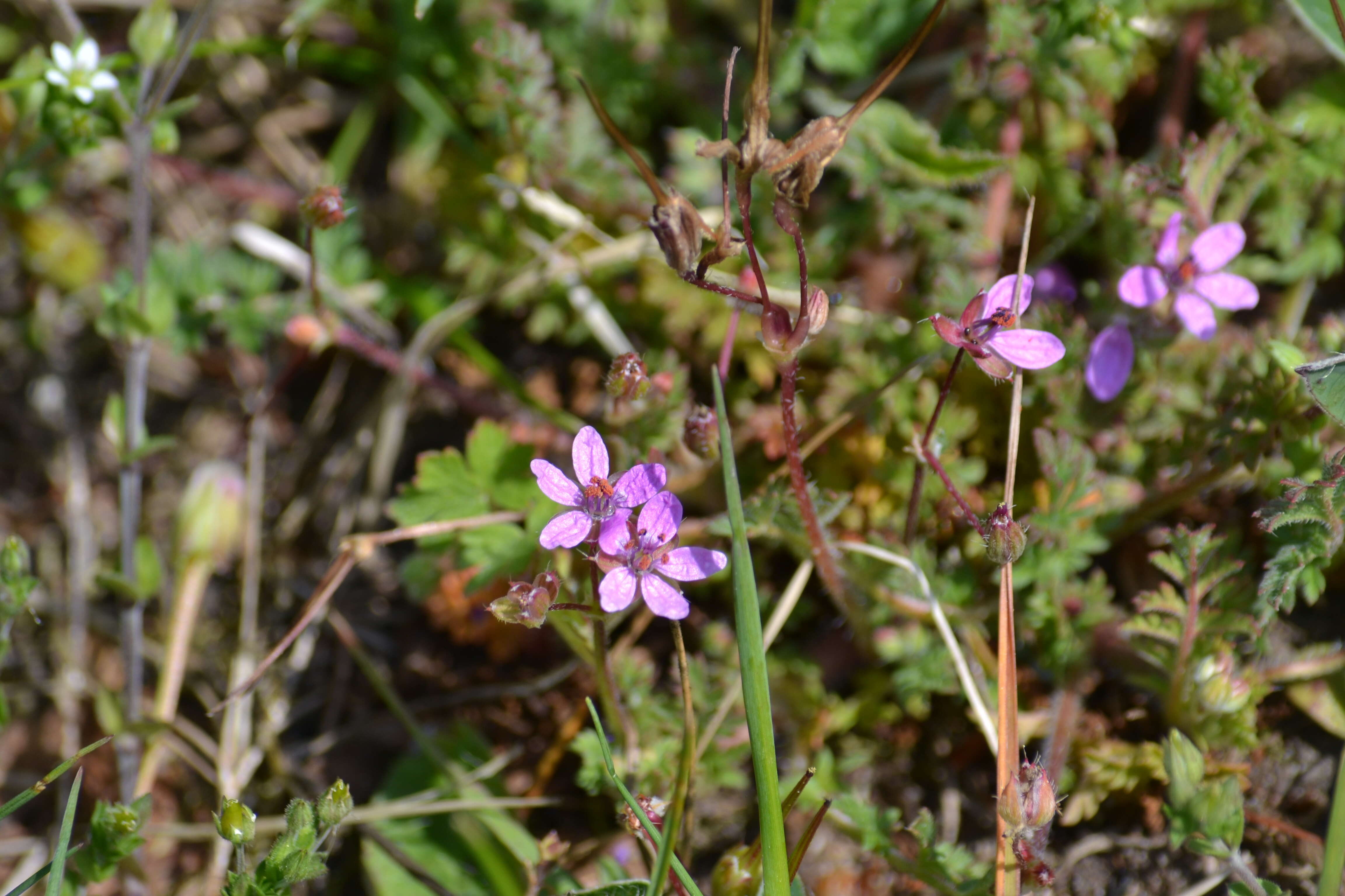 Image of Common Stork's-bill