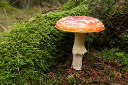 Image of Fly agaric