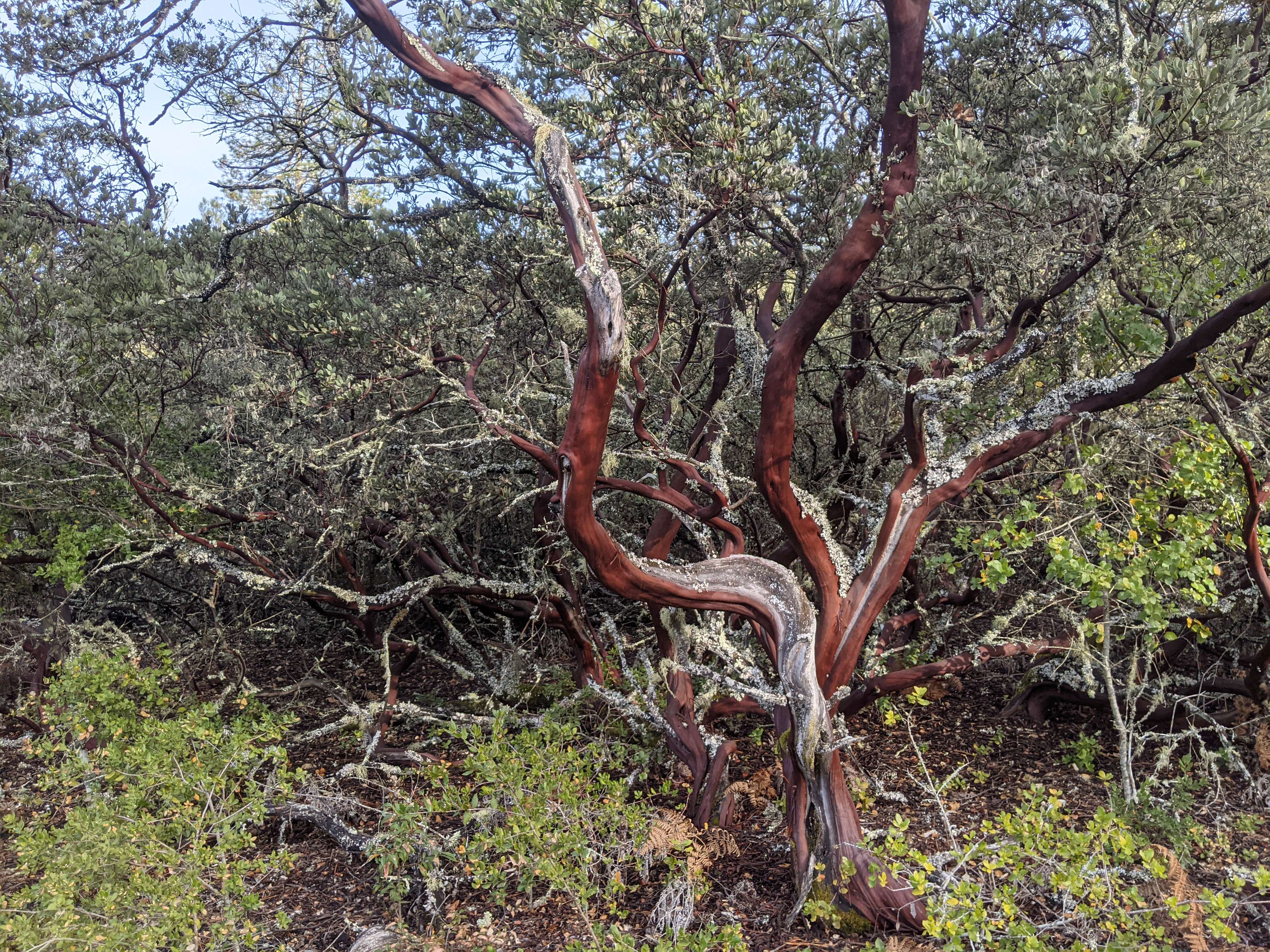 Image of Pacific madrone