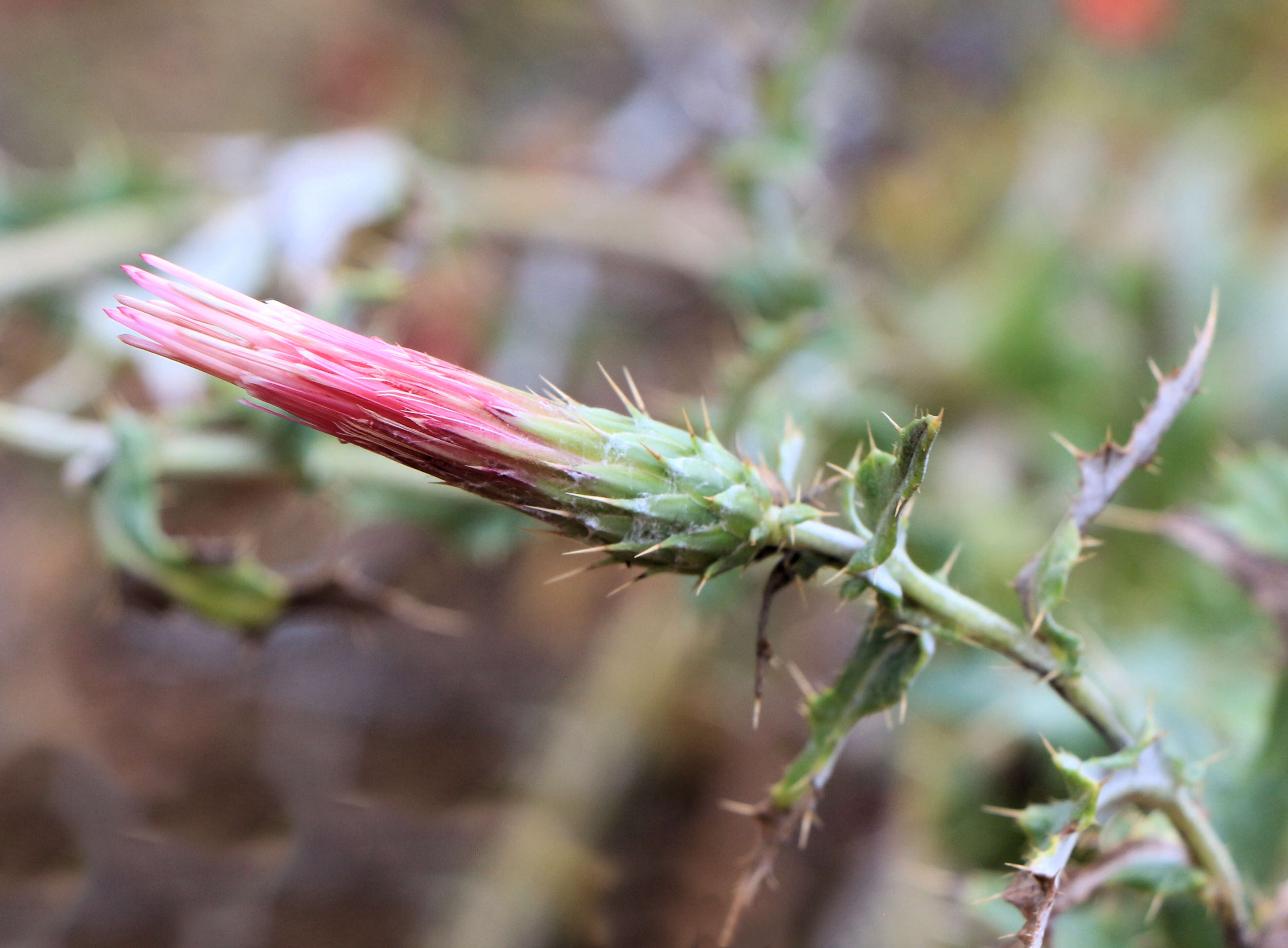 Image of Arizona thistle