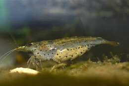 Image of Caridina multidentata