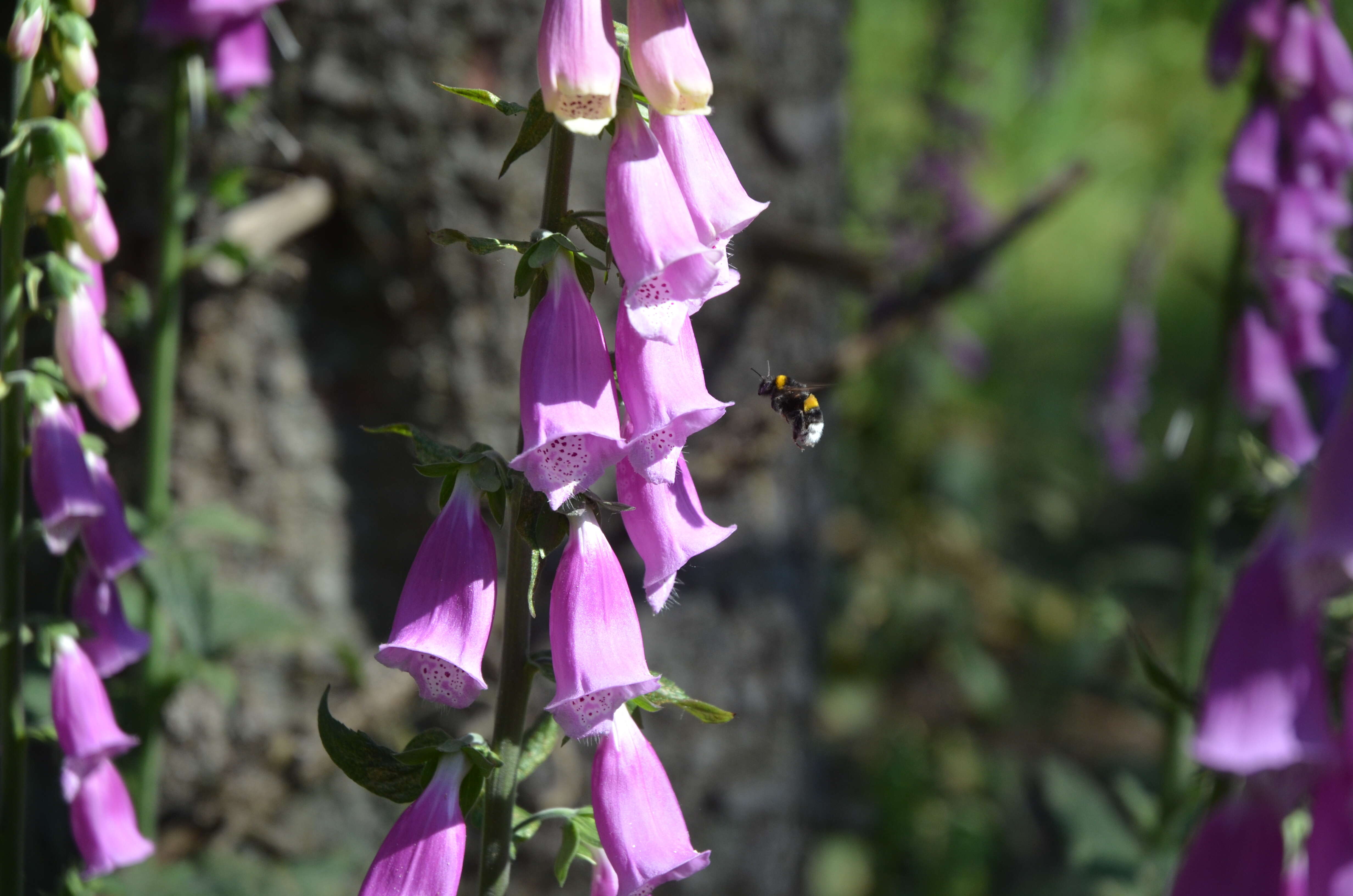 Imagem de Digitalis purpurea L.